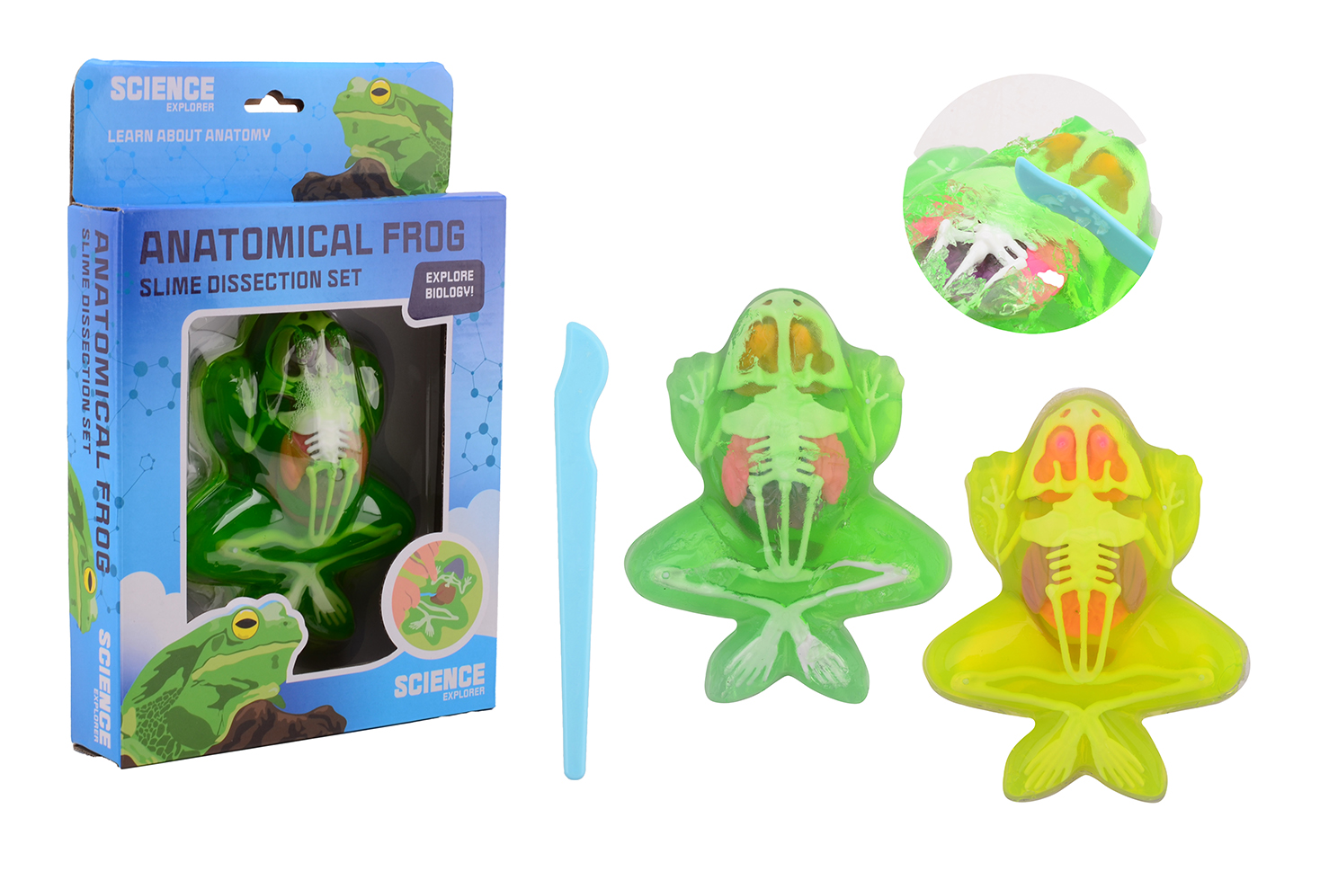 Science Explorer Frosch-Anatomie-Schleim